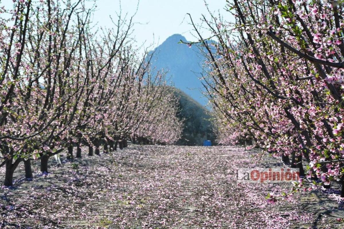 Comienza la Floración de Cieza
