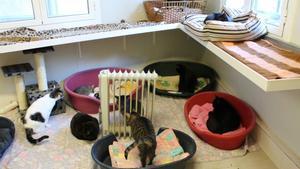 aumentan-adopciones-animales-de-compaa