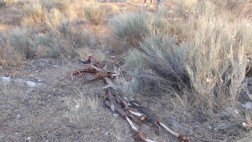 Esqueleto del ciervo encontrado en el término de Villanueva de Valrojo.