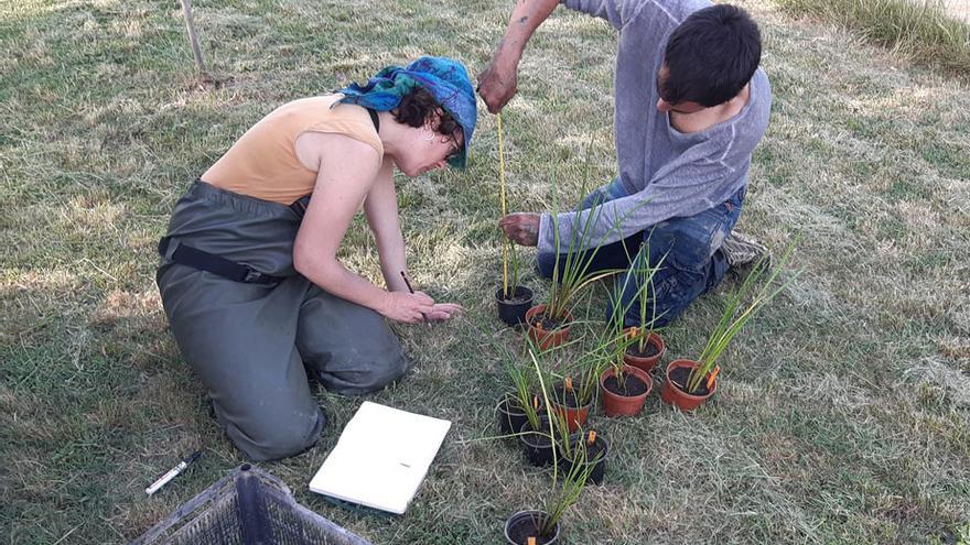 Acció Climàtica impulsa un projecte per recuperar tres espècies de flora de les comarques gironines en perill d&#039;extinció