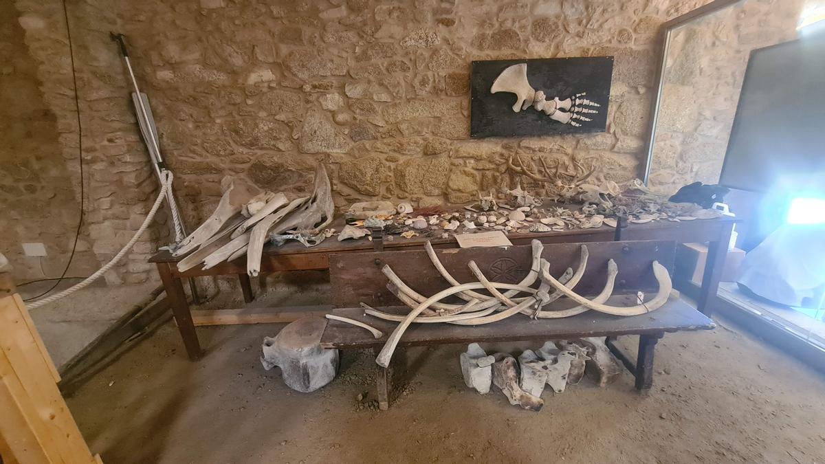 Huesos de ballena en el museo de la isla de Sálvora.