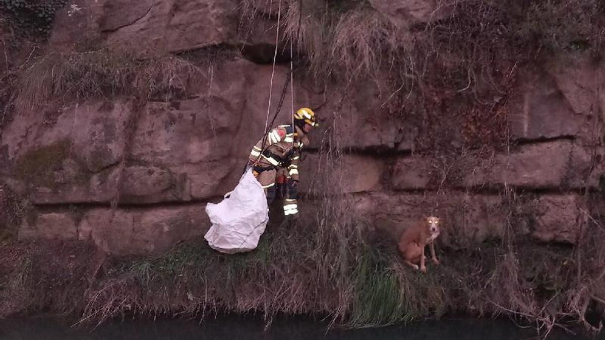 Efectius dels Bombers efectuant el rescat de l'animal