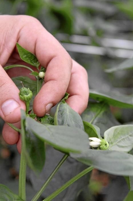 Ein Besuch bei Jaume Pou auf der Paprika-Plantage bei Inca.