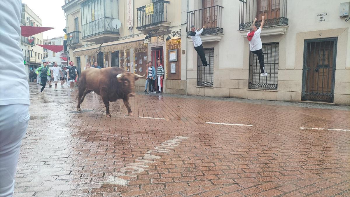 Encierro matutino del toro de la peña La Geta, ayer viernes en Coria.
