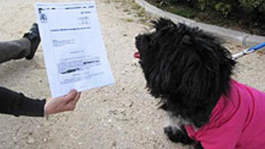 Condenada una mujer en Segovia por abandonar a su perra