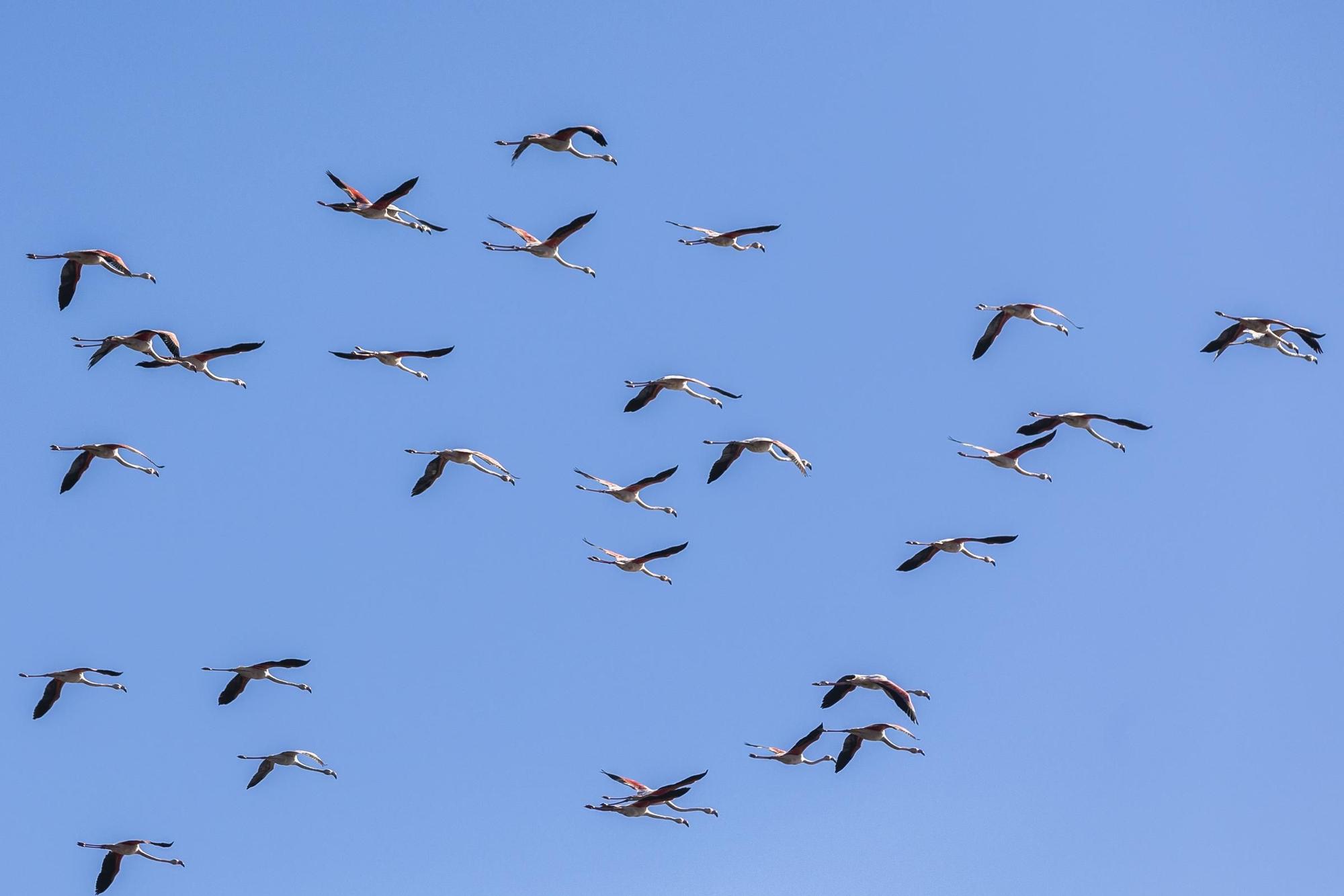 Los flamencos toman l'Albufera y preocupan a los arroceros