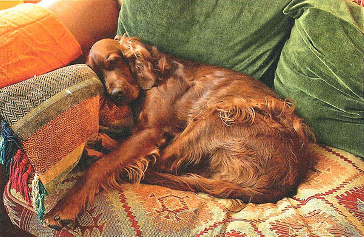 Mèl, el perro de Andreu Buenafuente