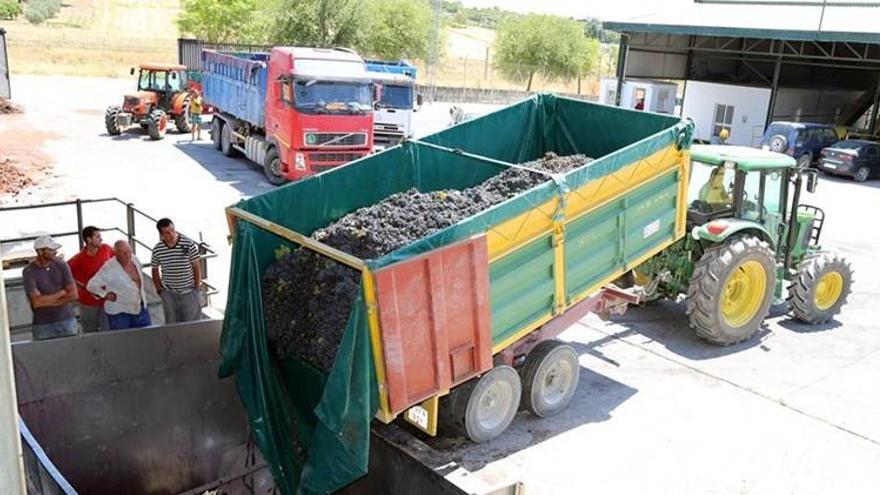 La cosecha de uva tinta rozará los nueve millones de kilos