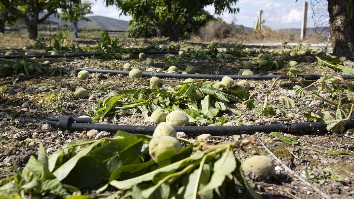 Así ha quedado un campo de cultivo de l'Olleria dañado por el pedrisco