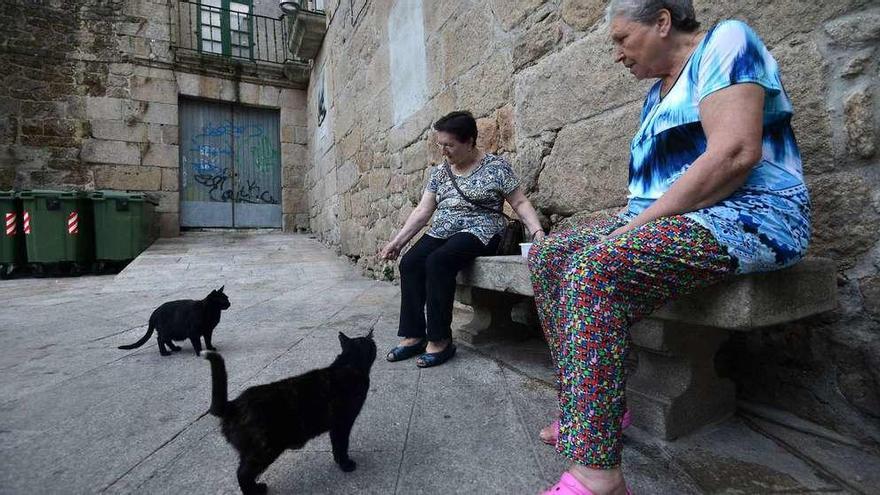 Ángeles Peleteiro y Luisa Rojo, junto a dos de los gatos, uno de ellos abandonado recientemente, de la Praza da Pedreira. // Gustavo Santos