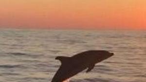 Espanya, primer país europeu que ratifica el Tractat Global dels Oceans