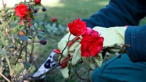 Cómo podar los rosales de tu jardín sin dañarlos