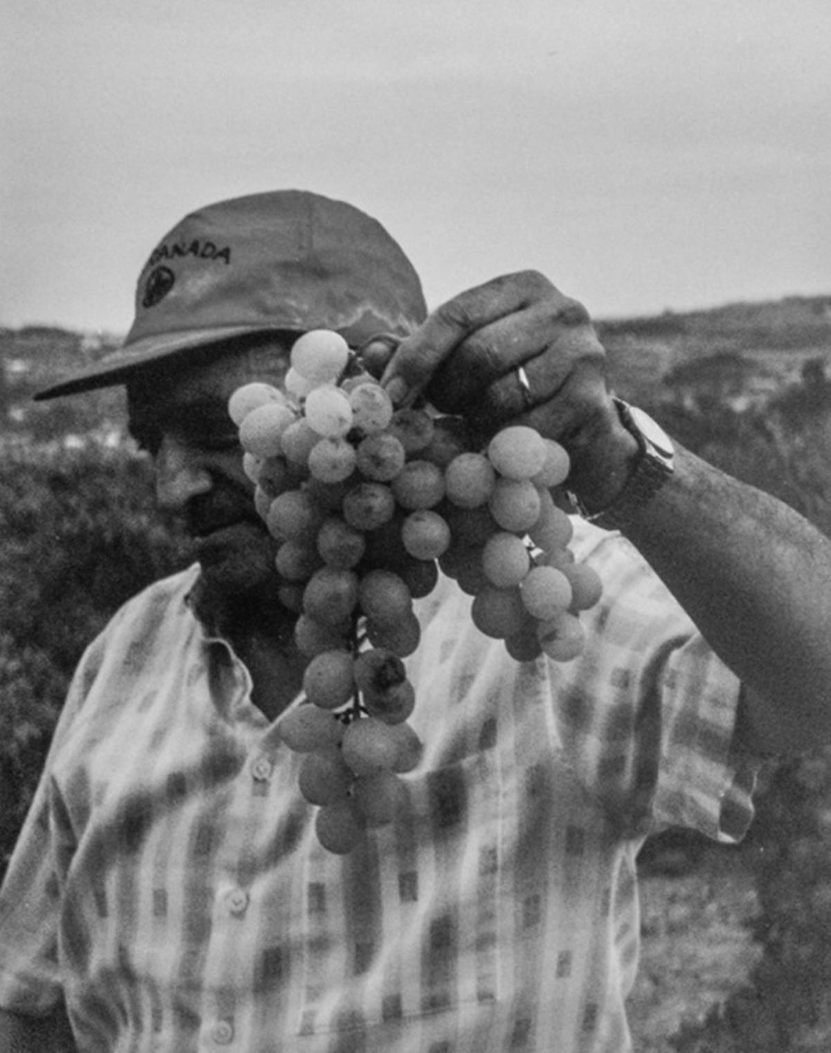 El Moscatel de Alejandría es la variedad que ha acompañado a la familia Cabrera durante cinco generaciones.