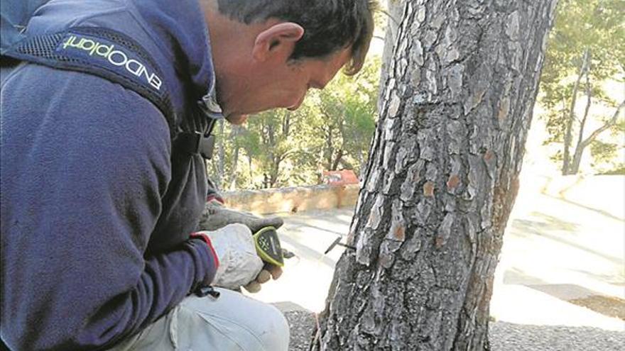 segorbe busca evitar plagas en unos 1.000 pinos