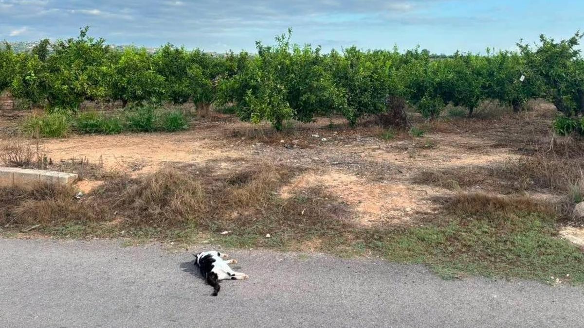 Un gato muerto junto a un campo de Picassent.