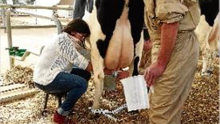 Una participant en el concurs de munyir, ahir a la Fira de la Llet de Vilobí.