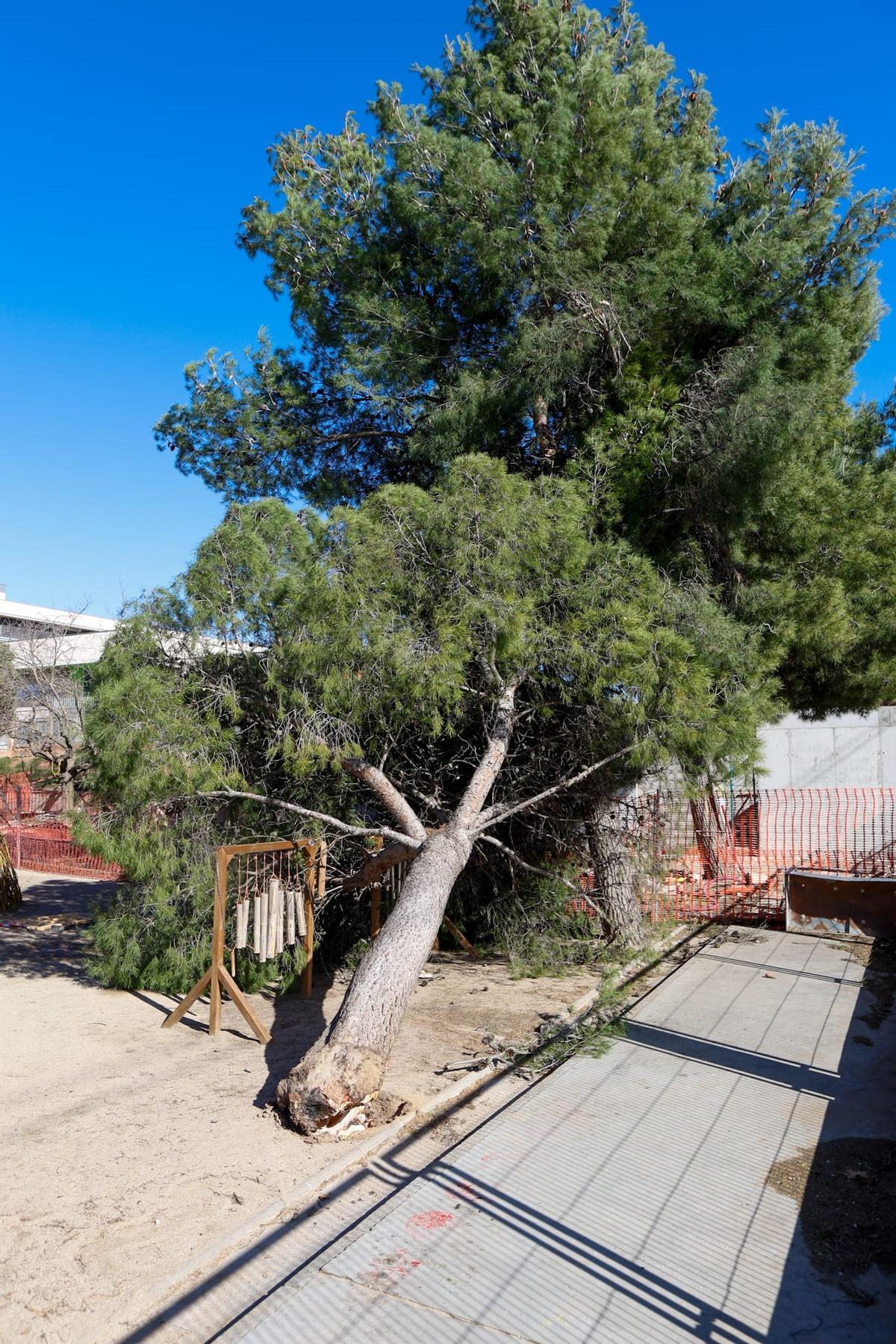 Arbre caigut al pati de l'escola Collbaix de Sant Joan de Vilatorrada