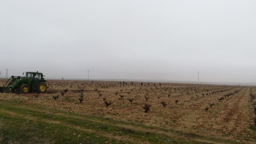 La Denominación de Origen Toro encara la recta final de la campaña de poda del viñedo antes de la brotación