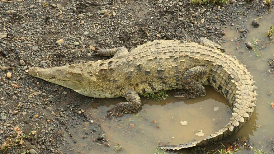 Das Baby-Krokodil aus dem Parc de la Mar