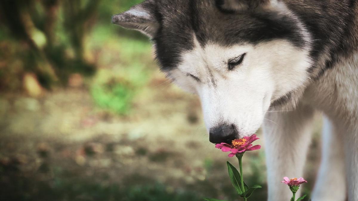 Un husky huele una flor