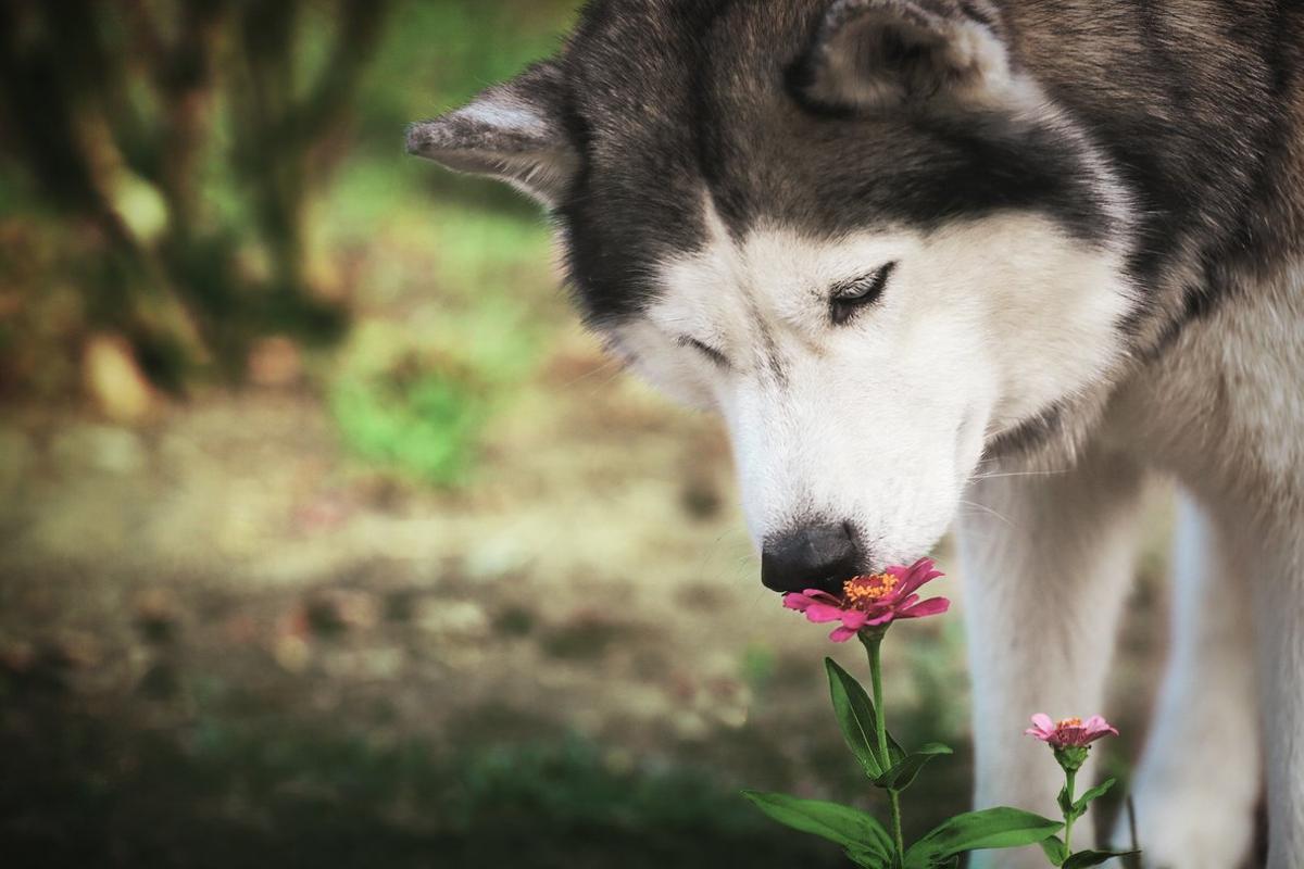 Un husky huele una flor. Un husky huele una flor.