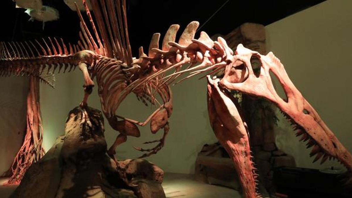 Réplica del esqueleto de un Spinosaurus en Dinópolis