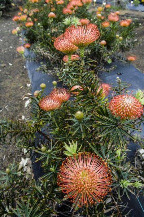 Plantación de proteas