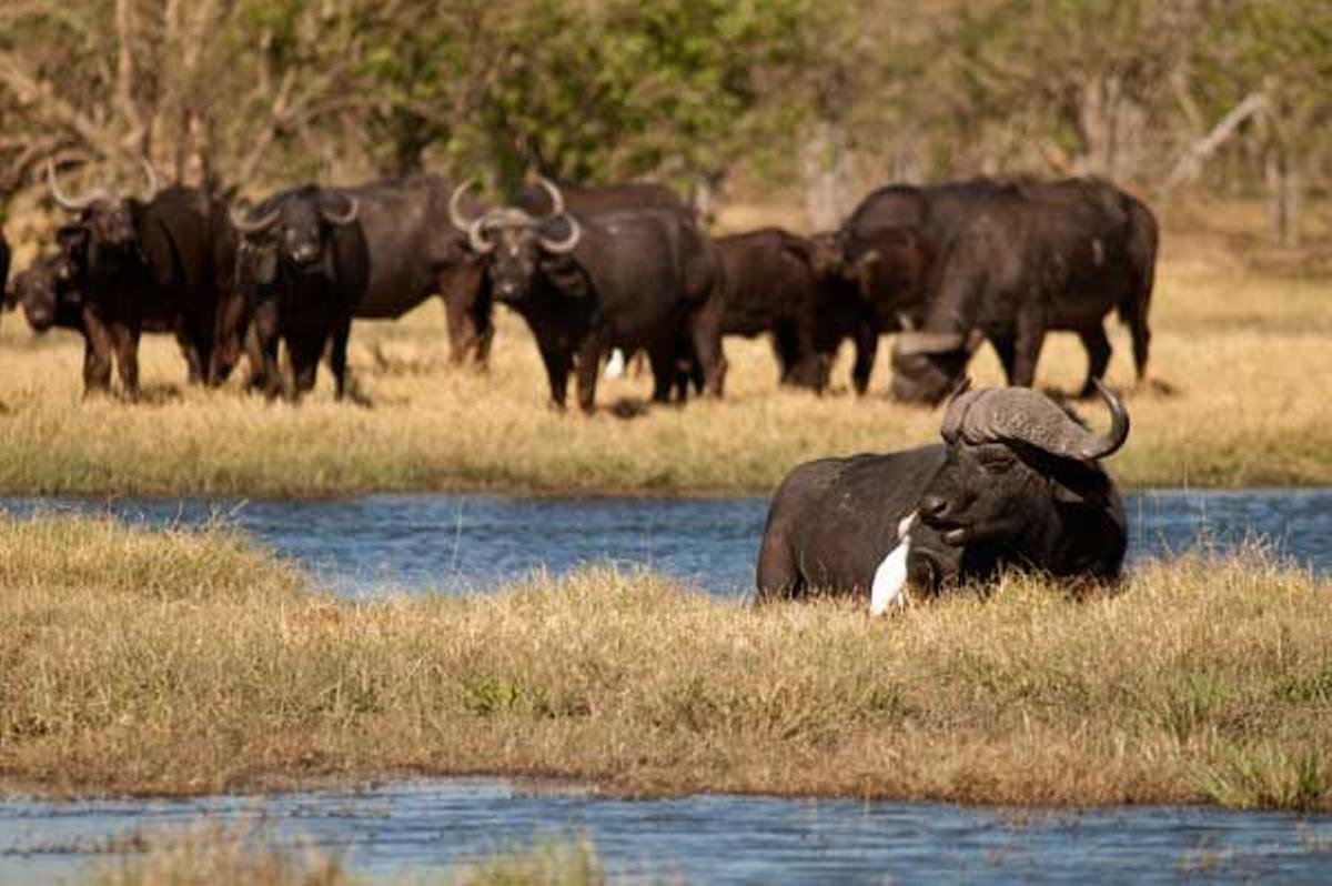 Los grupos de búfalos están acompañados siempre de garcillas bueyeras.