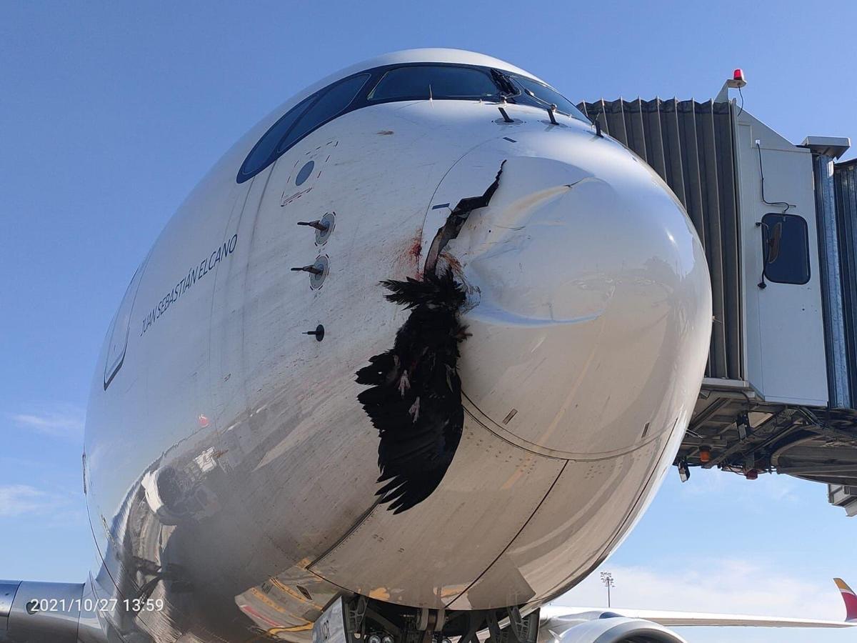 Estado en el que quedó el morro del avión de Iberia tras colisionar contra un buitre en su aterrizaje en Barajas