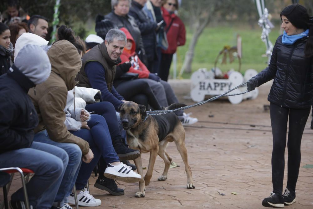 Wer rettet einen Hund aus Son Reus vor dem Tod?