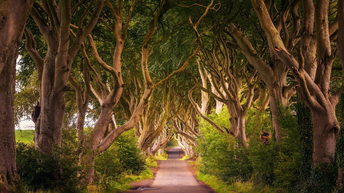 Dark Hedges, la avenida de hayas más mágica de Irlanda del Norte