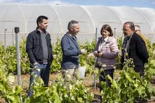 Los guardianes del legado vegetal de Ibiza