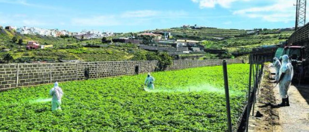 Labores de sulfatación de un cultivo de papas en Gran Canaria.
