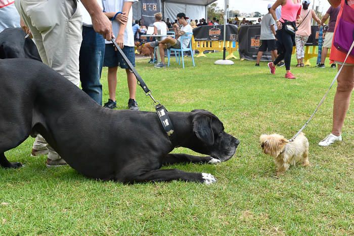 II Feria de mascotas, en Maspalomas