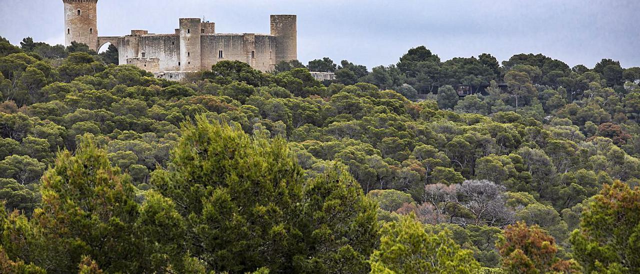 Una nueva plaga forestal afecta a numerosos pinos del bosque de Bellver