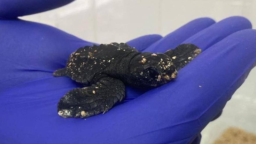 Nace la primera tortuga de la puesta en Ibiza de este año