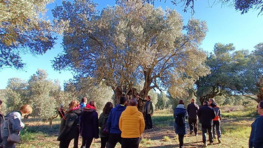 La comarca muestra con orgullo sus aceites y olivos