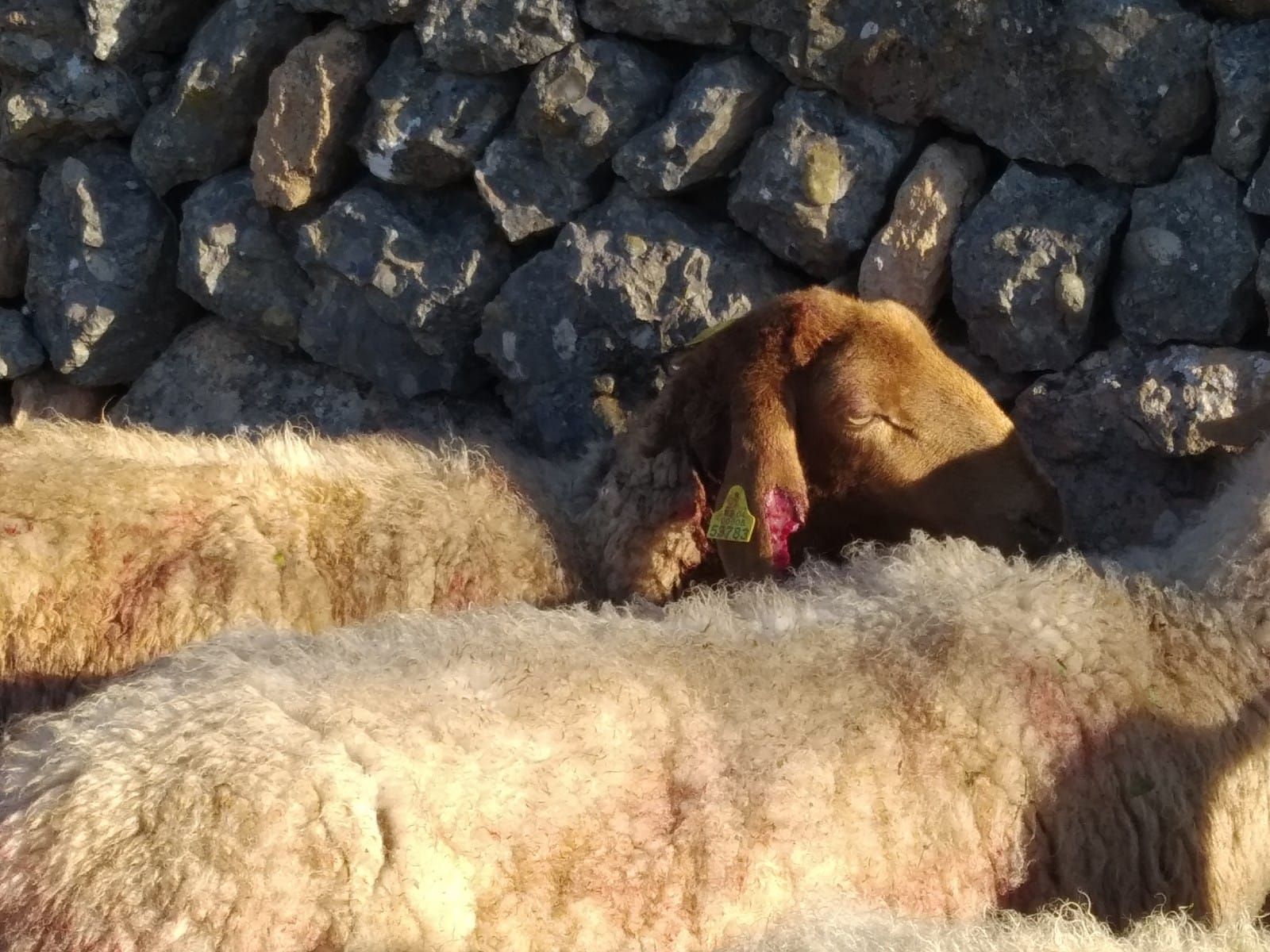 Tres perros matan a 60 ovejas embarazadas en Llucmajor