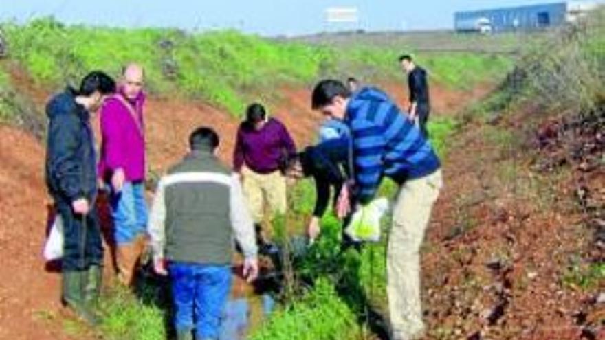 Los ciudadanos colaborarán en reforestar varias zonas verdes