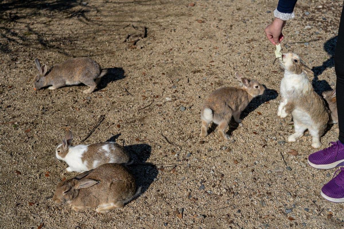 Okunoshima, la Isla de los Conejos, Japón