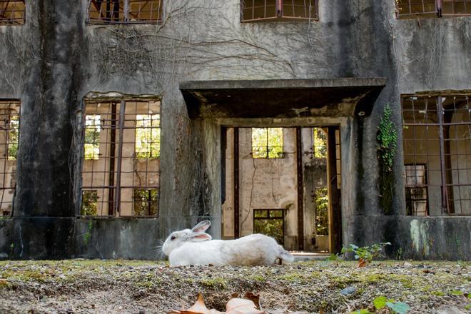 Okunoshima, la Isla de los Conejos, Japón