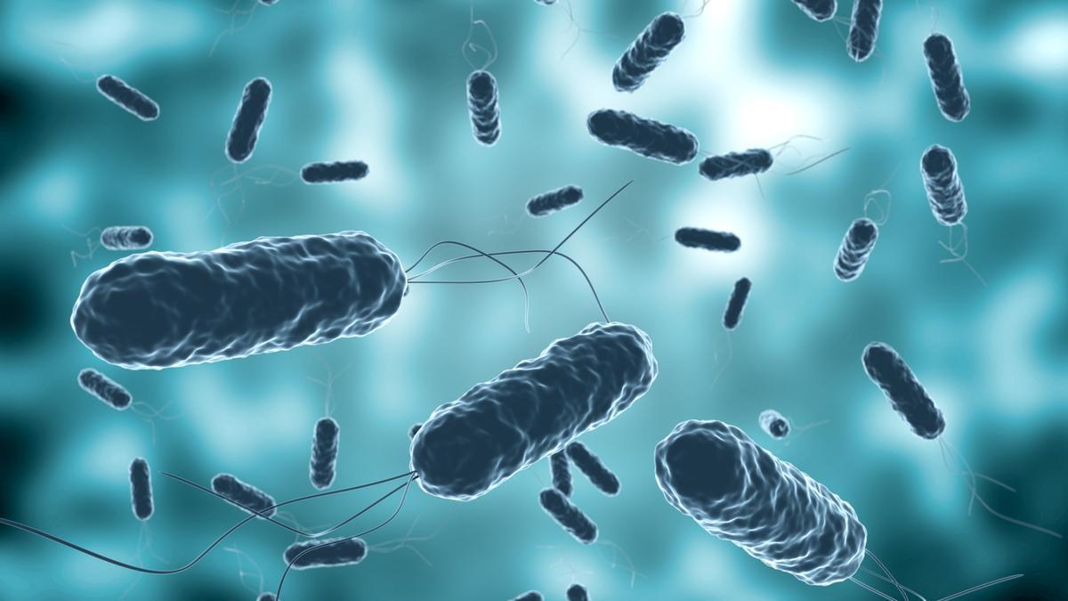 ¿Existen las bacterias carnívoras?