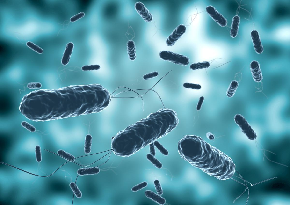 ¿Existen las bacterias carnívoras?