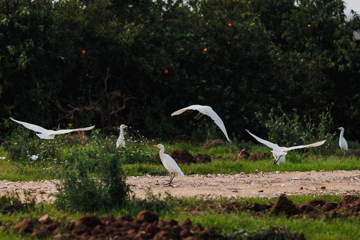 Imagen de aves junto a unos naranjos.