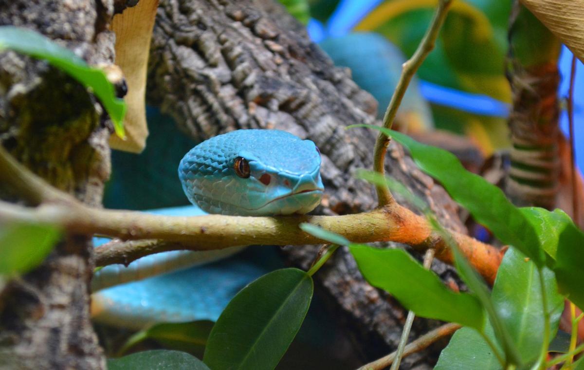 Serpiente venenosa en Terra Natura