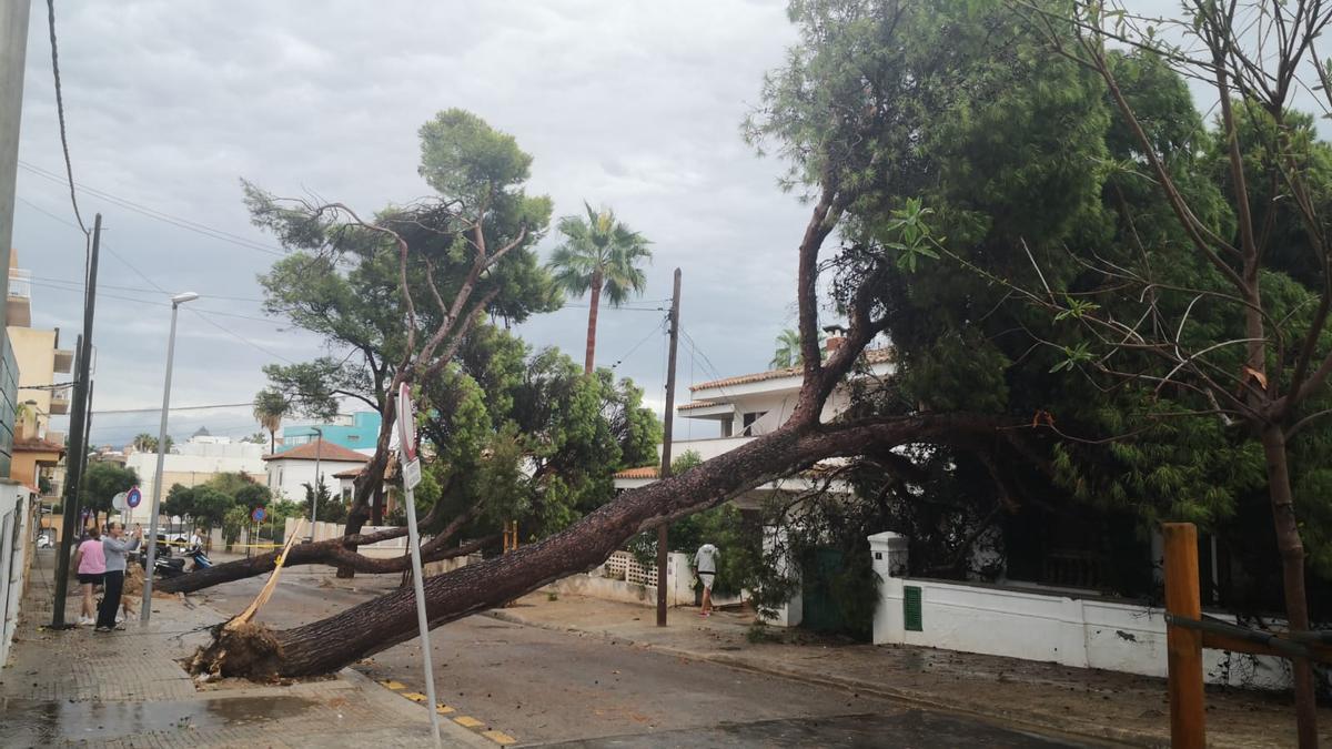 Dos grandes pinos desplomados en Palma durante la DANA del 27 de agosto de 2023.