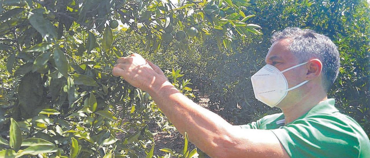 Un agricultor observa la afección de la plaga del ‘cotonet’ en las plantaciones de cítricos