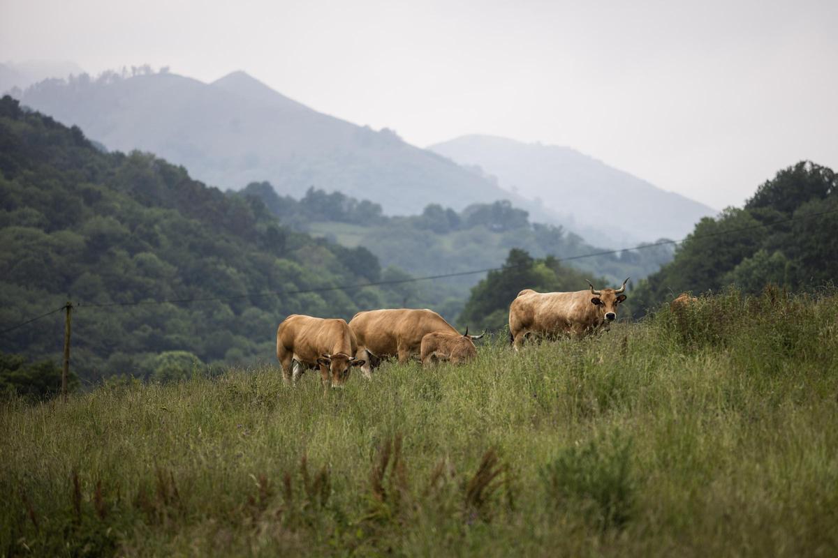 Asturianos en Grado, un recorrido por el municipio