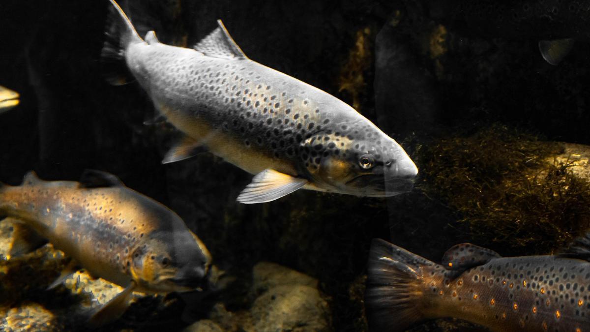 La trucha es uno de los pescados con más vitamina D
