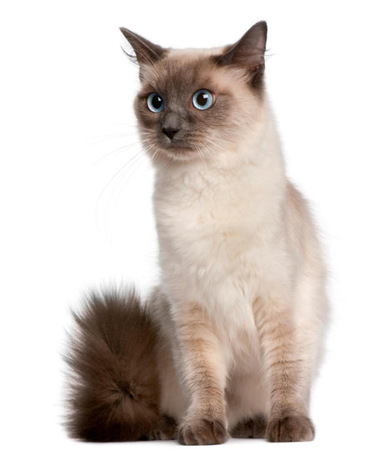 Ragdoll Ragdoll